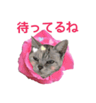 猫にゃ・にゃ・にゃ！part6（個別スタンプ：18）