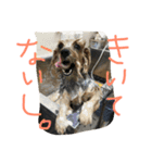 Norfolk Terrier non. I love my family.（個別スタンプ：2）