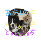 Norfolk Terrier non. I love my family.（個別スタンプ：3）