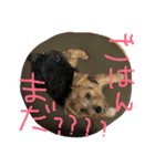 Norfolk Terrier non. I love my family.（個別スタンプ：4）