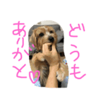 Norfolk Terrier non. I love my family.（個別スタンプ：5）