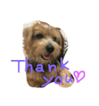 Norfolk Terrier non. I love my family.（個別スタンプ：6）