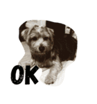 Norfolk Terrier non. I love my family.（個別スタンプ：10）
