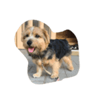 Norfolk Terrier non. I love my family.（個別スタンプ：16）