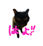 うにです。（個別スタンプ：11）
