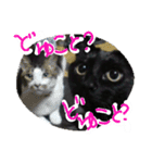 うにです。（個別スタンプ：18）