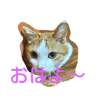我が猫ミャー（個別スタンプ：1）