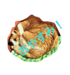 我が猫ミャー（個別スタンプ：2）