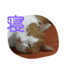 我が猫ミャー（個別スタンプ：3）
