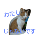 我が猫ミャー（個別スタンプ：4）