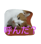 我が猫ミャー（個別スタンプ：5）
