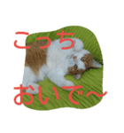 我が猫ミャー（個別スタンプ：6）