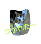 我が猫ミャー（個別スタンプ：7）