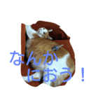 我が猫ミャー（個別スタンプ：8）