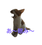 ひとことメッセージ 猫バージョン part1（個別スタンプ：1）
