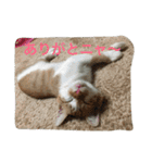ひとことメッセージ 猫バージョン part1（個別スタンプ：2）