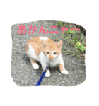 ひとことメッセージ 猫バージョン part1（個別スタンプ：3）