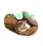 ひとことメッセージ 猫バージョン part1（個別スタンプ：4）