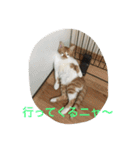 ひとことメッセージ 猫バージョン part1（個別スタンプ：5）