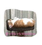 ひとことメッセージ 猫バージョン part1（個別スタンプ：6）
