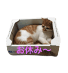 ひとことメッセージ 猫バージョン part1（個別スタンプ：8）