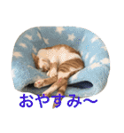 ひとことメッセージ 猫バージョン part1（個別スタンプ：9）