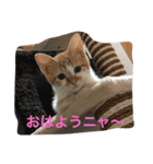 ひとことメッセージ 猫バージョン part1（個別スタンプ：10）