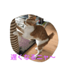 ひとことメッセージ 猫バージョン part1（個別スタンプ：11）