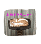 ひとことメッセージ 猫バージョン part1（個別スタンプ：12）