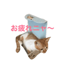 ひとことメッセージ 猫バージョン part1（個別スタンプ：13）
