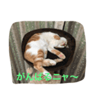 ひとことメッセージ 猫バージョン part1（個別スタンプ：16）