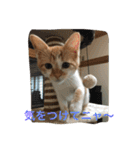 ひとことメッセージ 猫バージョン part1（個別スタンプ：18）