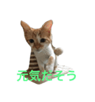 ひとことメッセージ 猫バージョン part1（個別スタンプ：19）
