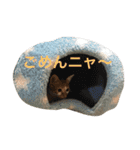 ひとことメッセージ 猫バージョン part1（個別スタンプ：20）
