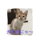 ひとことメッセージ 猫バージョン part1（個別スタンプ：23）