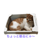 ひとことメッセージ 猫バージョン part1（個別スタンプ：24）