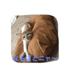 ひとことメッセージ 猫バージョン part1（個別スタンプ：26）