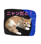 ひとことメッセージ 猫バージョン part1（個別スタンプ：27）