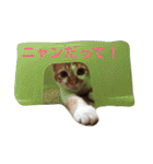 ひとことメッセージ 猫バージョン part1（個別スタンプ：28）