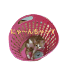 ひとことメッセージ 猫バージョン part1（個別スタンプ：29）