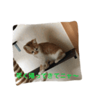 ひとことメッセージ 猫バージョン part1（個別スタンプ：30）
