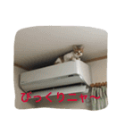 ひとことメッセージ 猫バージョン part1（個別スタンプ：31）