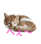ひとことメッセージ 猫バージョン part1（個別スタンプ：32）