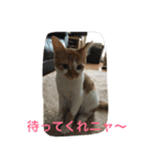 ひとことメッセージ 猫バージョン part1（個別スタンプ：33）
