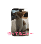 ひとことメッセージ 猫バージョン part1（個別スタンプ：34）