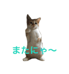 ひとことメッセージ 猫バージョン part1（個別スタンプ：35）