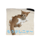 ひとことメッセージ 猫バージョン part1（個別スタンプ：36）