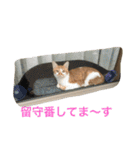 ひとことメッセージ 猫バージョン part1（個別スタンプ：38）