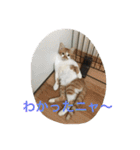 ひとことメッセージ 猫バージョン part1（個別スタンプ：39）