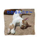 ひとことメッセージ 猫バージョン part1（個別スタンプ：40）